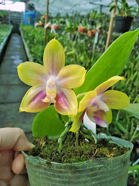 Phalaenopsis Tzu Chiang Chrisna x Phalaenopsis LD's Bear Queen.jpg