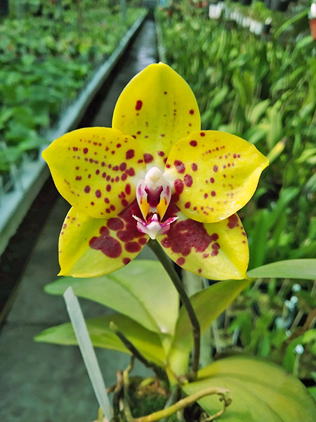 Phalaenopsis Mituo Diamond 'DT Sun'.jpg