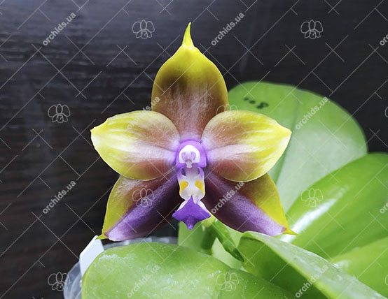 Phalaenopsis Mituo Princess 'Blue-10'.jpg