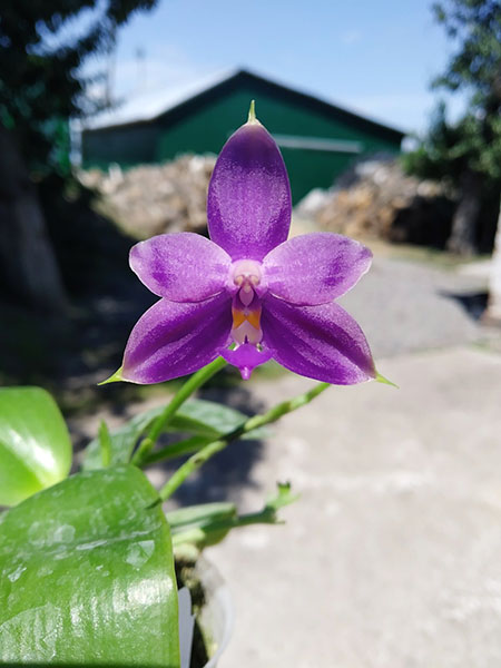 Phalaenopsis (cornu cervi x violacea indigo) x violacea indigo.jpg