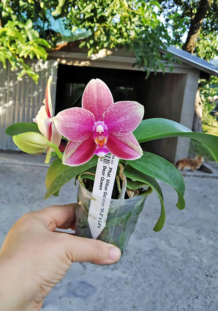 Phalaenopsis Mituo Golden 'M-2' x Ld's Bear Queen.jpg