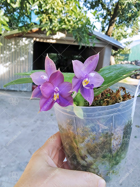 Phalaenopsis Mituo Blue Bear 'M-6'.jpg