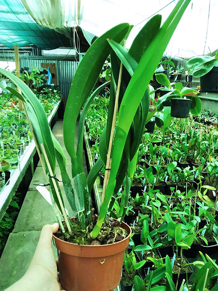 Rhyncholaeliocattleya Yen Golden Master Piece x Cattleya Tainan City.jpg