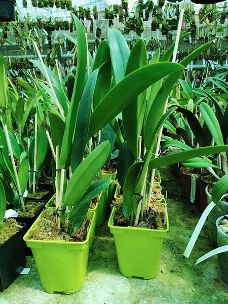 Cattleya eldorado semi-alba flamea.jpg