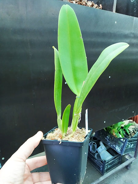 Cattleya labiata semi-alba carnea.jpg