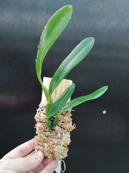 Laelia pumila coerulea 'D Rosinha' x coerulea 'Paraopeba'.jpg