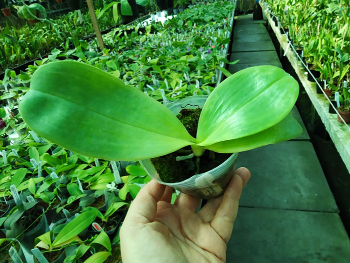 Phalaenopsis Zheng Min Jacaranda 'Yungho'.jpg