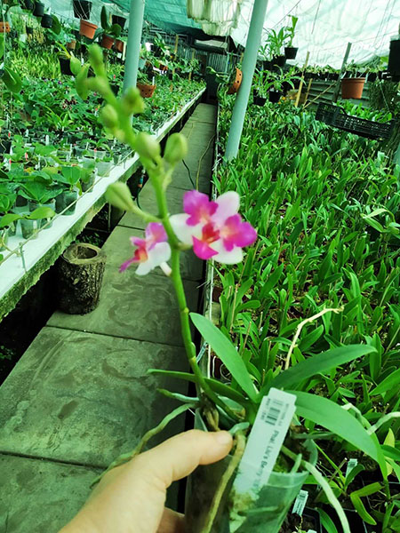 Phalaenopsis Liu's Berry 'ES'.jpg