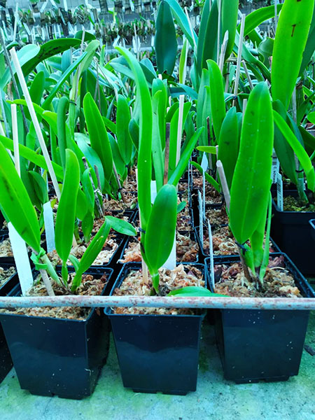 Cattleya schroederae 'Popayan' x self.jpg