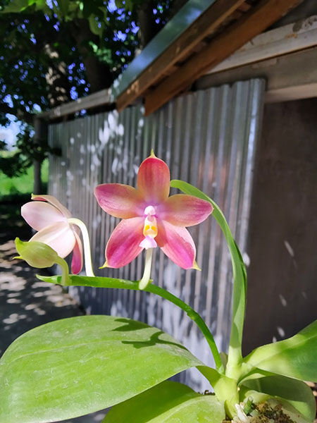 Phalaenopsis Mituo Prince x bellina.jpg