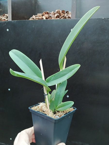 Cattleya lueddemanniana var purpurea x purpurea.jpg