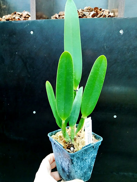 Cattleya lueddemanniana var purpurea x var purpurea 'Baby Babe'.jpg