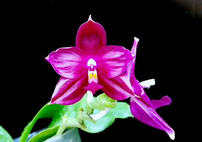 Phalaenopsis Samera x Shingher Pure Love.jpg