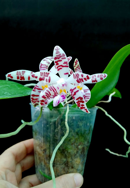 Phalaenopsis sumatrana x self.jpg