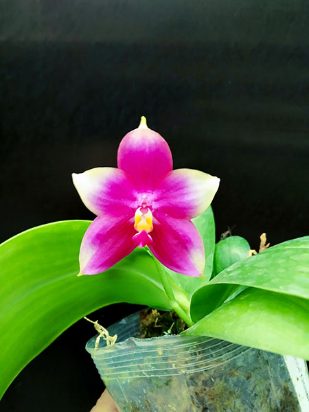 Phalaenopsis Summer Dance Queen.jpg