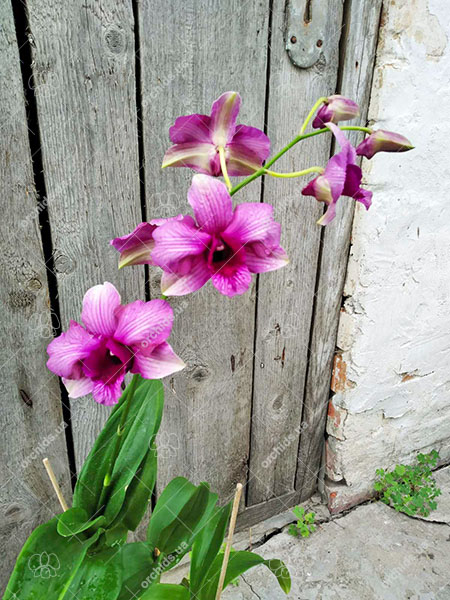 Dendrobium King Dragon Pink Stripe.jpg