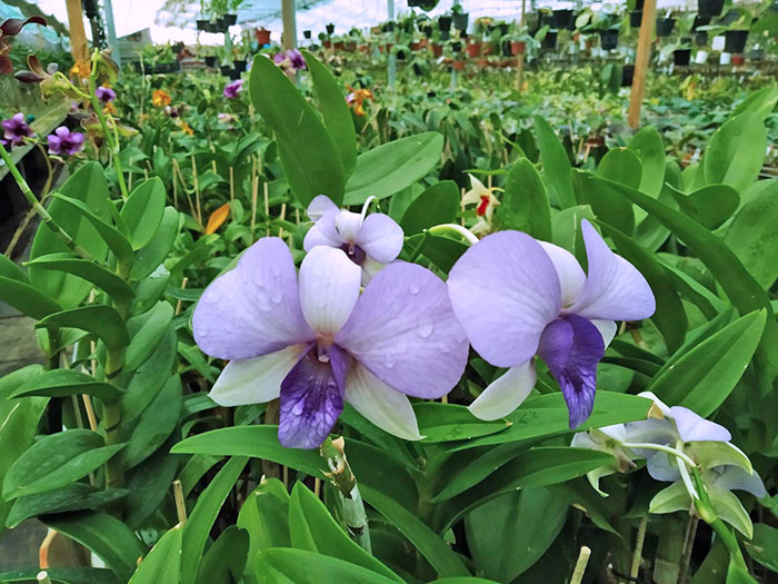 Dendrobium Two Tone Blue.jpg