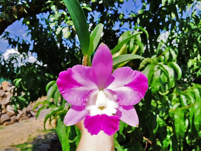 Laeliocattleya Nora's Melody 'Hsinying' (Love Knot x Little Dipper).jpg