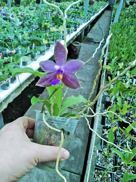 Phalaenopsis (lueddemanniana fma coerulea x Yaphon The Hulk).jpg