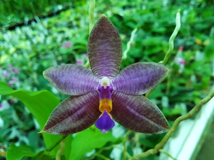 Phalaenopsis (lueddemanniana fma coerulea x Yaphon The Hulk).jpg