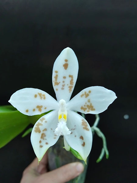 Phalaenopsis (speciosa 'All Purple' x Tzu Chiang Tetralitz).jpg