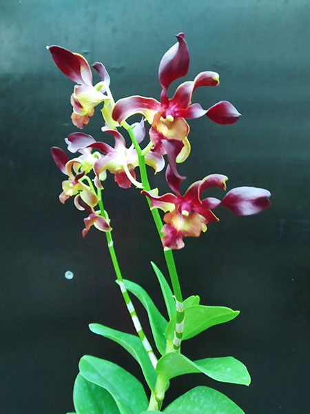 Dendrobium Red Spin.jpg