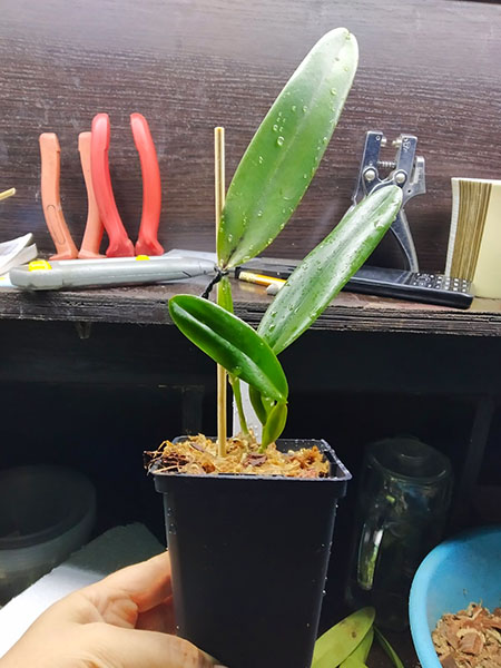 Laelia tenebrosa rubra x rubra DSC.jpg