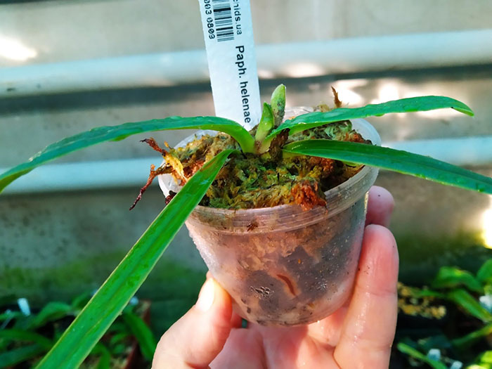 Paphiopedilum helenae.jpg