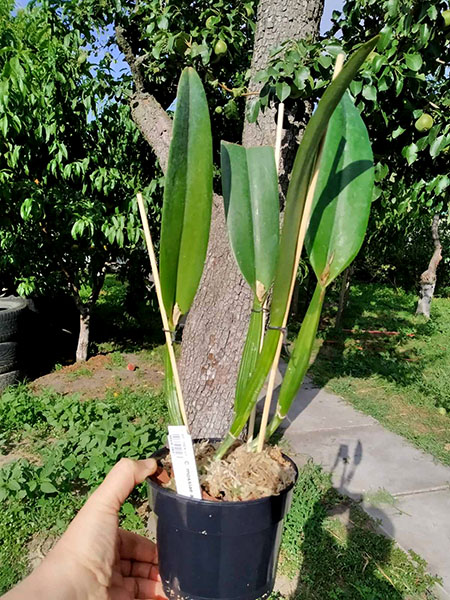 Cattleya mossiae alba 'Carpinteiro'.jpg