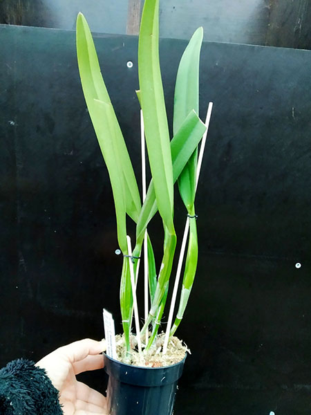 Cattleya mossiae coerulea x sib ('Samson' x 'Ayalla').jpg