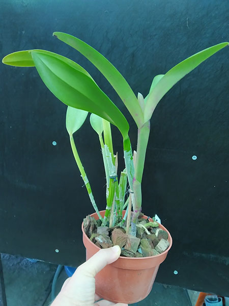 Laelia tenebrosa x Cattleya Penny Kuroda 'spots'.jpg