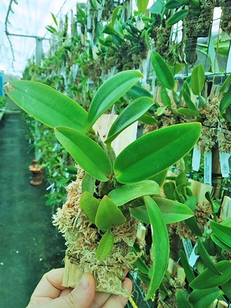 Cattleya walkeriana suavíssima 'Kelly Cristina' X Cattleya walkeriana suavíssima 'Lucia Herminia'.jpg