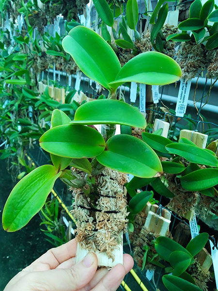 Cattleya nobilior tipo 'Rafael Wenzel' x Cattleya nobilior tipo 'Rafael Wenzel'.jpg