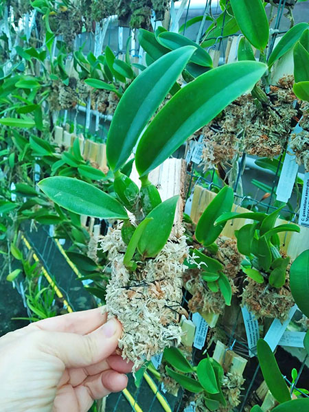 Cattleya walkeriana semi-alba 'Fatinha' x Cattleya walkeriana semi-alba 'Teteia'.jpg