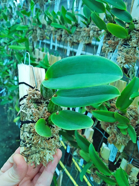 Cattleya walkeriana rubra 'Ziggy' TE x Cattleya walkeriana tipo 'Mateus Leme'.jpg