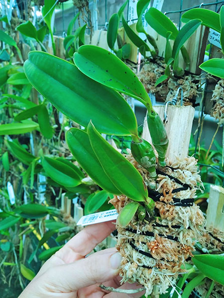 Cattleya walkeriana tipo 'Capelinha' x Cattleya walkeriana tipo 'Karina' TE.jpg