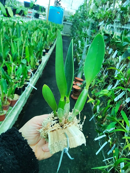 Cattleya walkeriana vinicolor 'Ze Luiz' x Cattleya walkeriana vinicolor 'Aurecy'.jpg