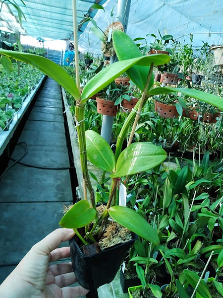 Cattleya amethystoglossa aurea 'Dona Rita' x 'Roberson'.jpg