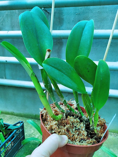 Brassolaeliocattleya Mirian Suzuki 'Rotunda'.jpg