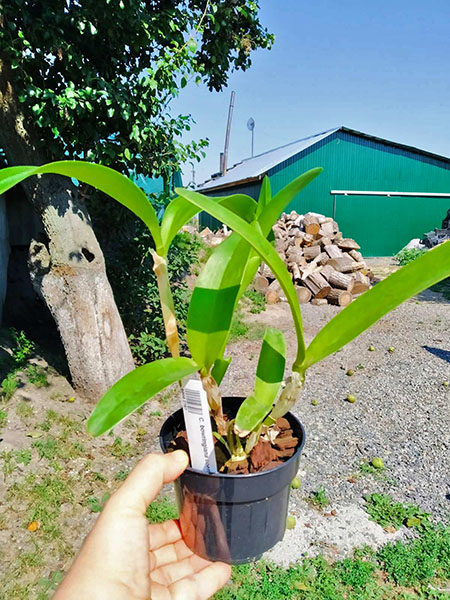 Cattleya bowringiana coerulea.jpg