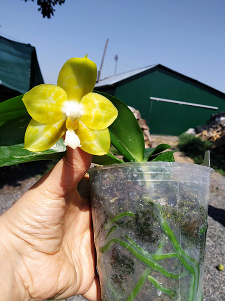 Phalaenopsis Joy Spring Canary 'joy'.jpg