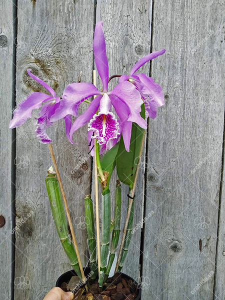 Cattleya maxima.jpg