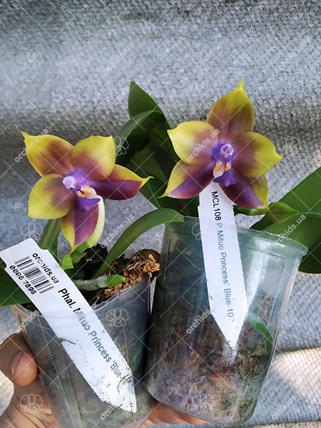 Phalaenopsis Mituo Princess 'Blue-10'.jpg