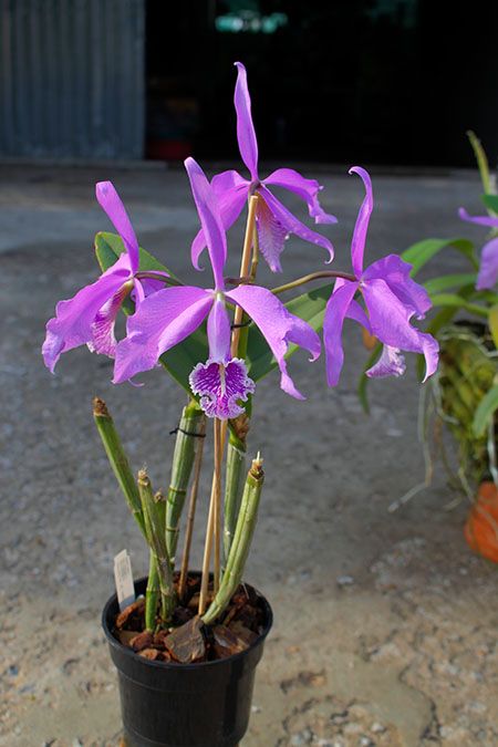 Cattleya maxima.jpg