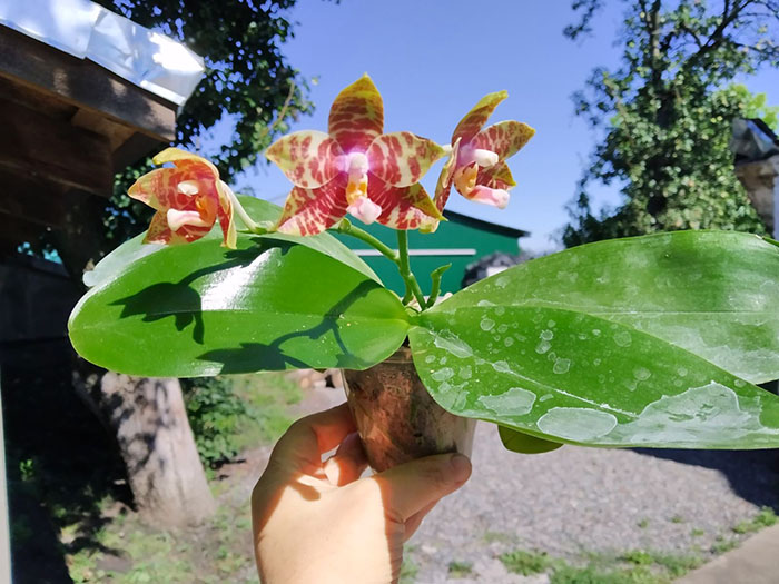 Phalaenopsis (Ya-Yi Qin x Hannover Passion) 'Zheng' x (Mituo Venosa x Zheng Min Tyrannosaurus) 'Freya'.jpg