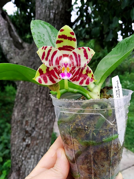 Phalaenopsis (YangYang Love x KS Super Zebra).jpg