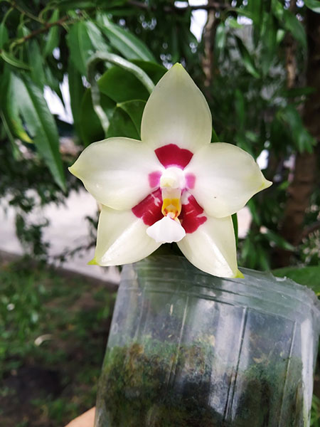 Phalaenopsis YangYang Image.jpg