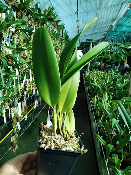 Cattleya dowiana (Wei).jpg