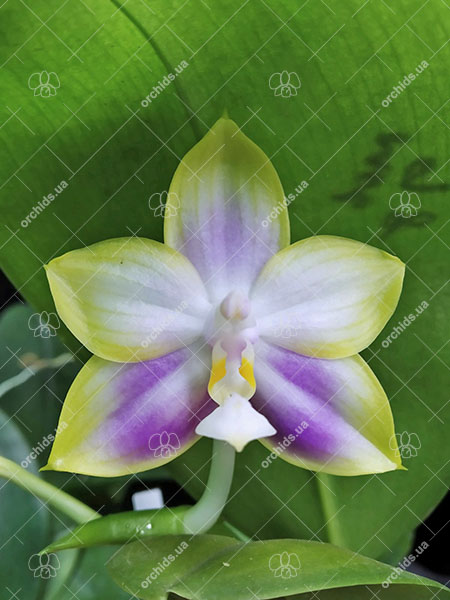 Phalaenopsis Mituo Reflex Dragon 'Lilac'.jpg