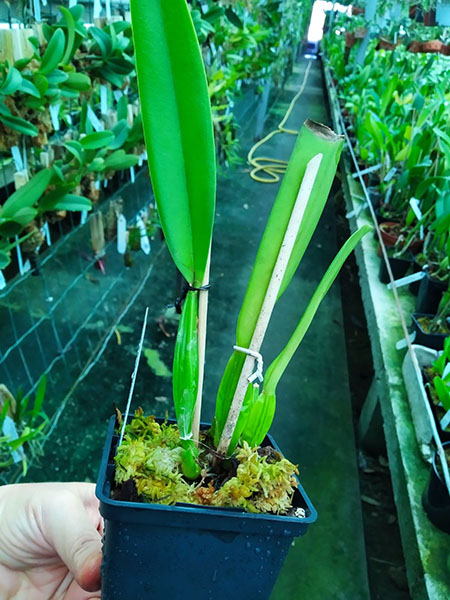Cattleya trianae ('Mariposa' x 'Rotunda') x trilabelo.jpg